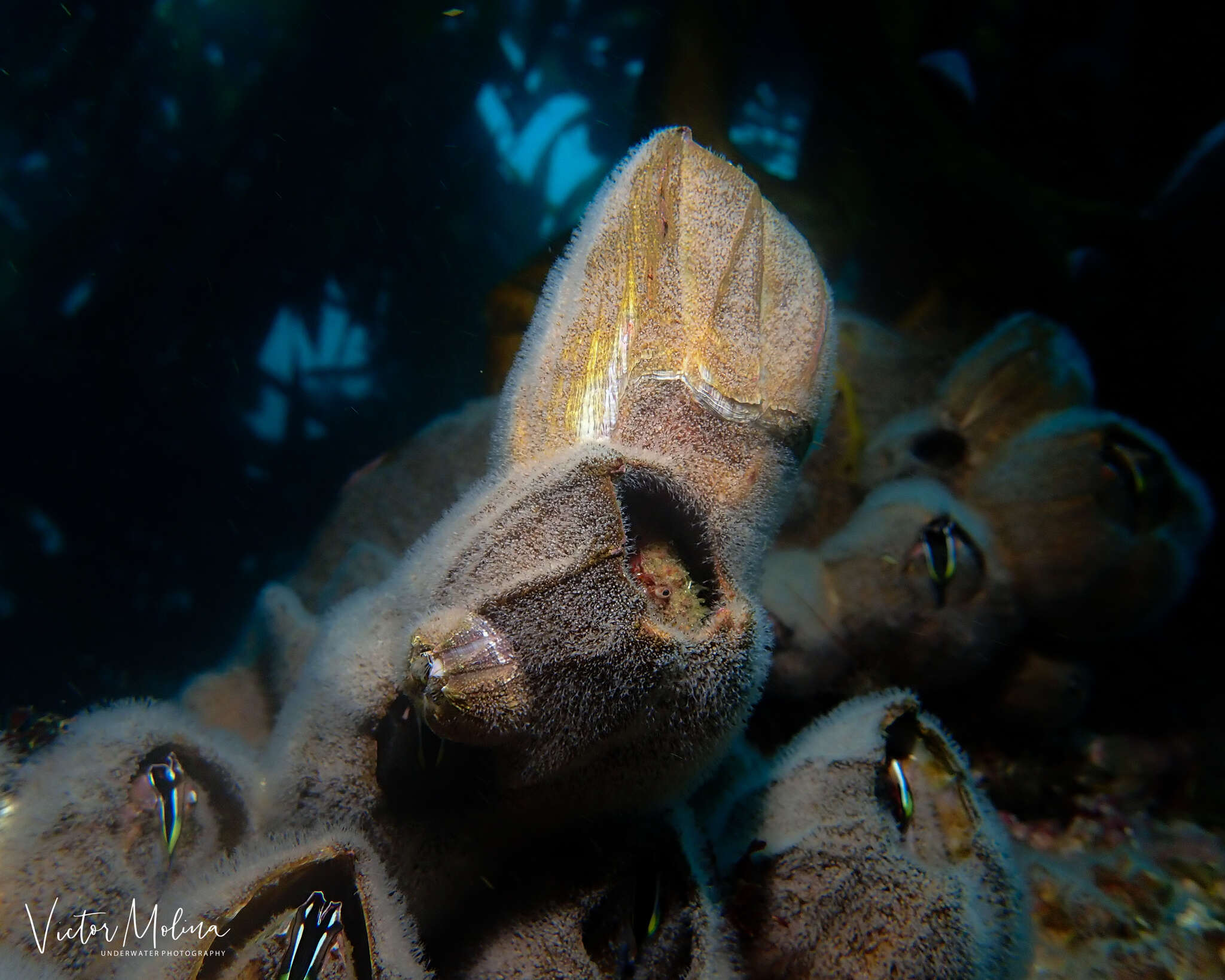 Image of giant barnacle