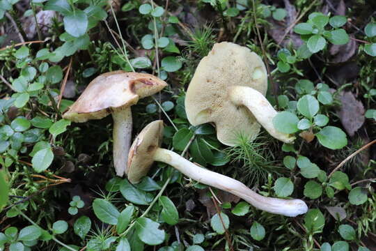 Image of Slippery white bolete