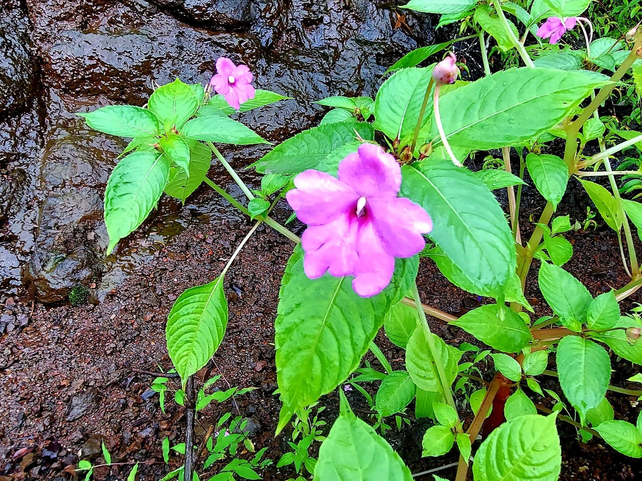 Image of Impatiens pulcherrima Dalzell