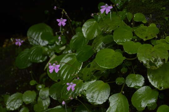 Impatiens acaulis Arn. resmi