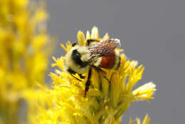 Слика од Bombus huntii Greene 1860