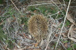 Sivun Tachyglossus aculeatus multiaculeatus (W. Rothschild 1905) kuva