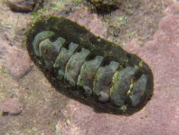 Image of black chiton