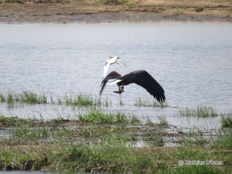 Image of African Fish Eagle