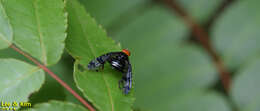 Image of Prosthiochaeta bifasciata Hara 1987