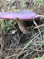 Image of Russula capensis A. Pearson 1950