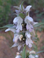 Image de Monarda citriodora var. austromontana (Epling) B. L. Turner