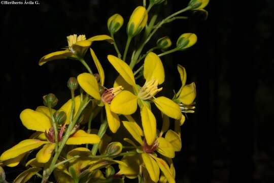 Image of Galphimia floribunda C. E. Anderson