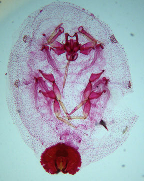 Image of Wax Scales