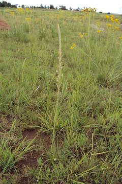 Image of Aloe jeppeae Klopper & Gideon F. Sm.