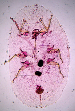 Image of Parasaissetia