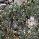 Image of Silene vulgaris subsp. prostrata (Gaudin) Schinz & Thell.