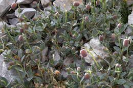 Image of Silene vulgaris subsp. prostrata (Gaudin) Schinz & Thell.