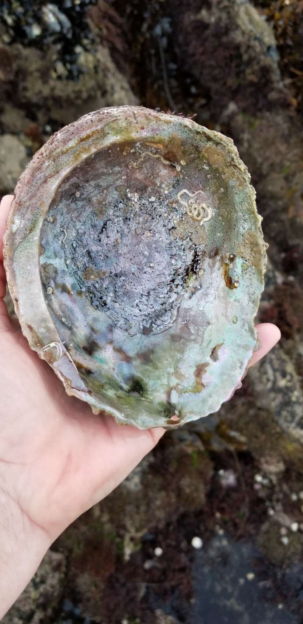 Image of pink abalone