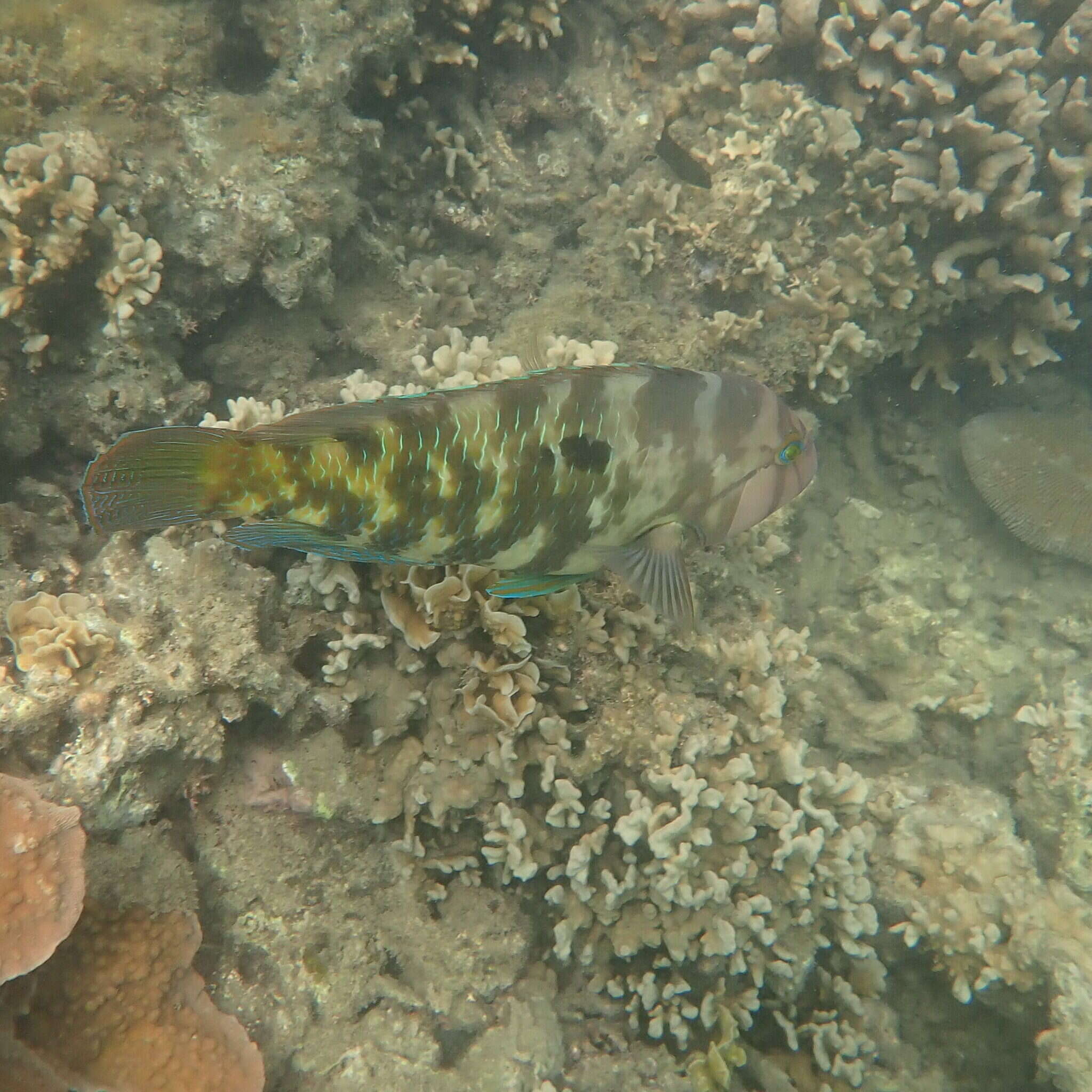 Image of Graphic tuskfish