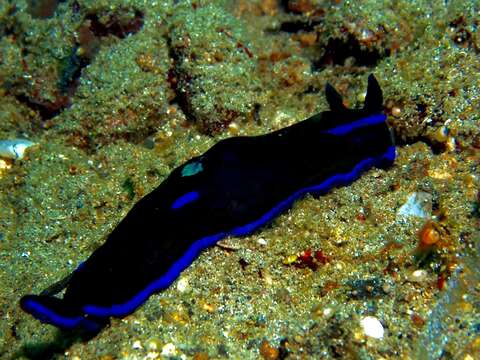 Image of Morose black and blue slug