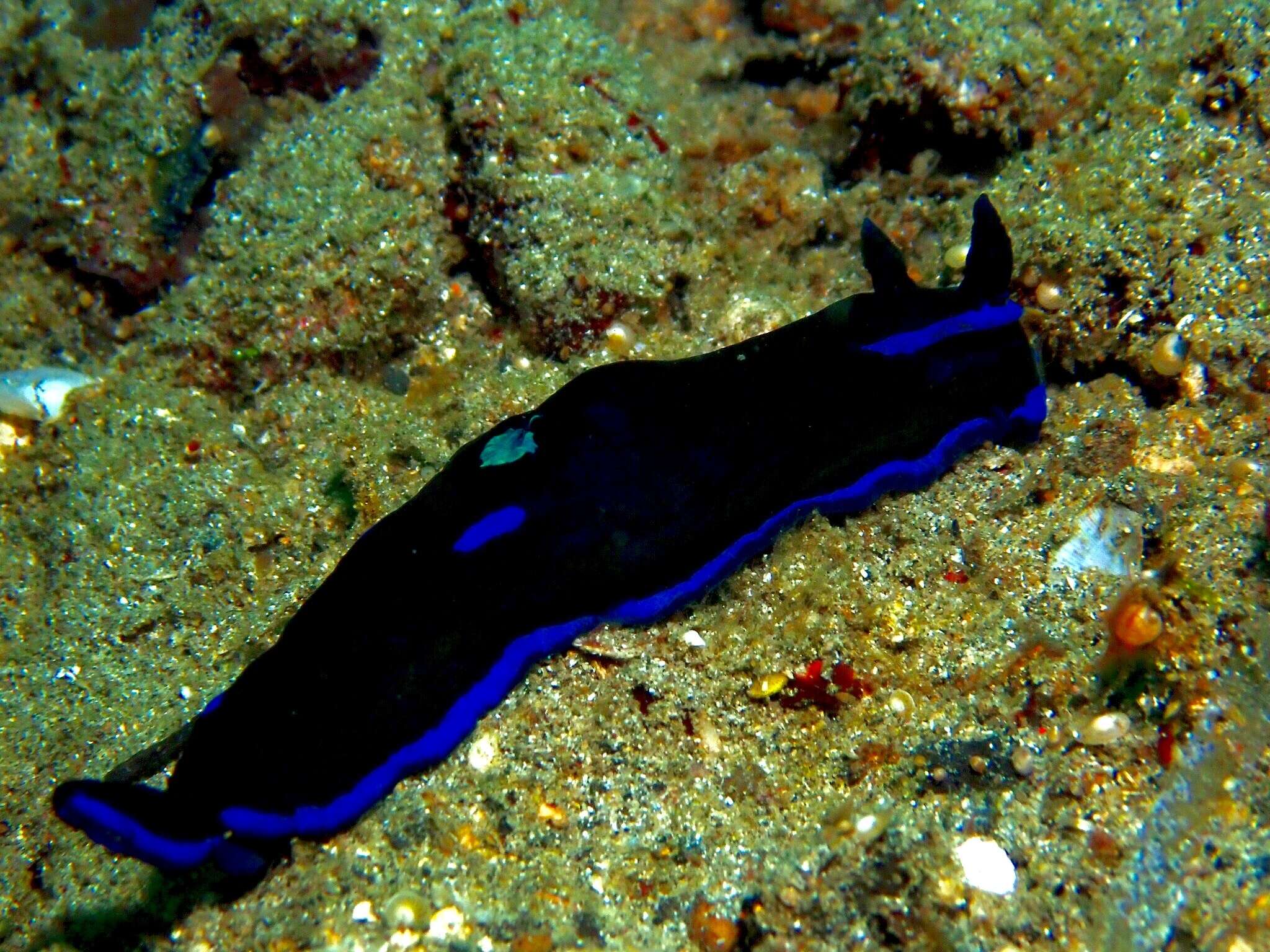 Image of Morose black and blue slug