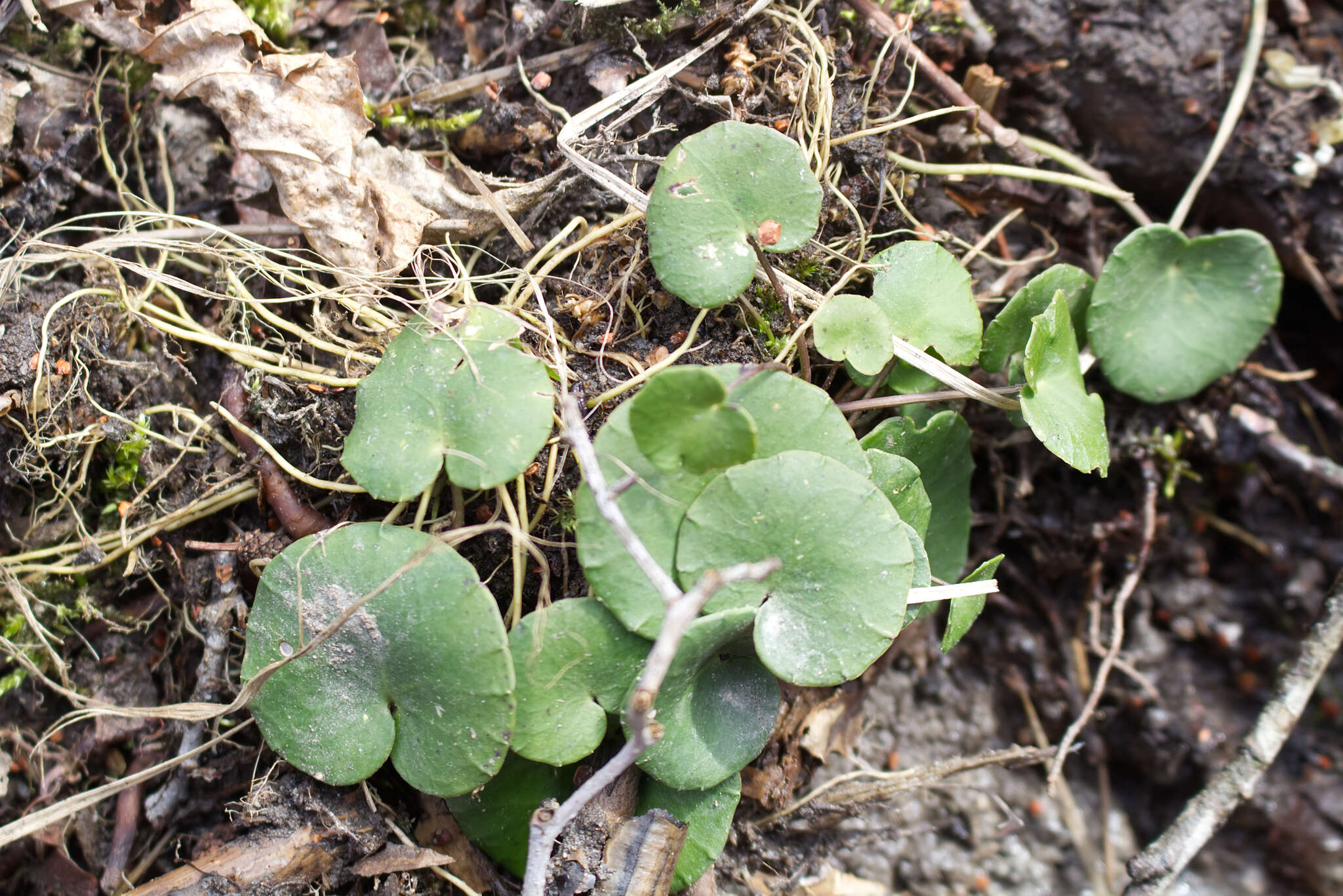 Image of Soldanella montana Willd.