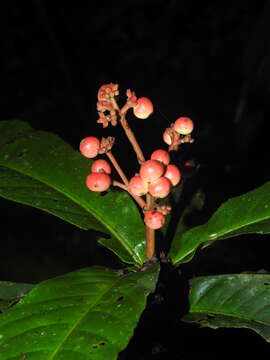 Image of Ixora piresii Steyerm.