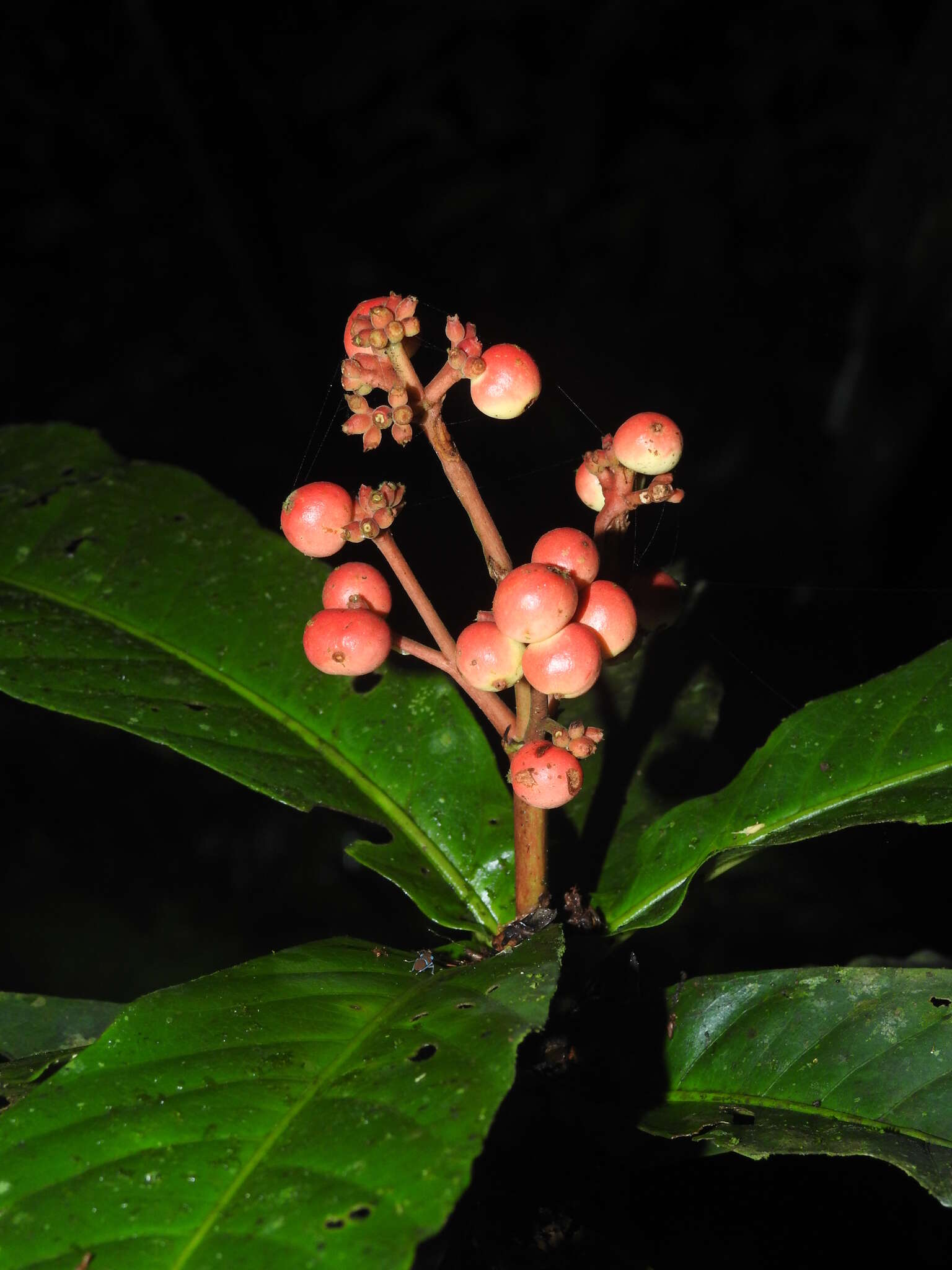 Imagem de Ixora piresii Steyerm.