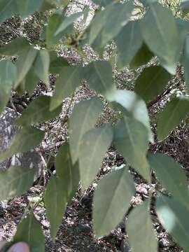 Image of Fraxinus sogdiana Bunge