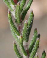 Image of Phylica lanata Pillans