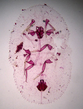 Image of Parasaissetia