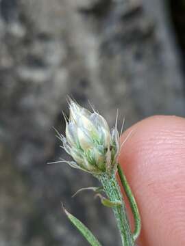 Centaurea sterilis Stev. resmi