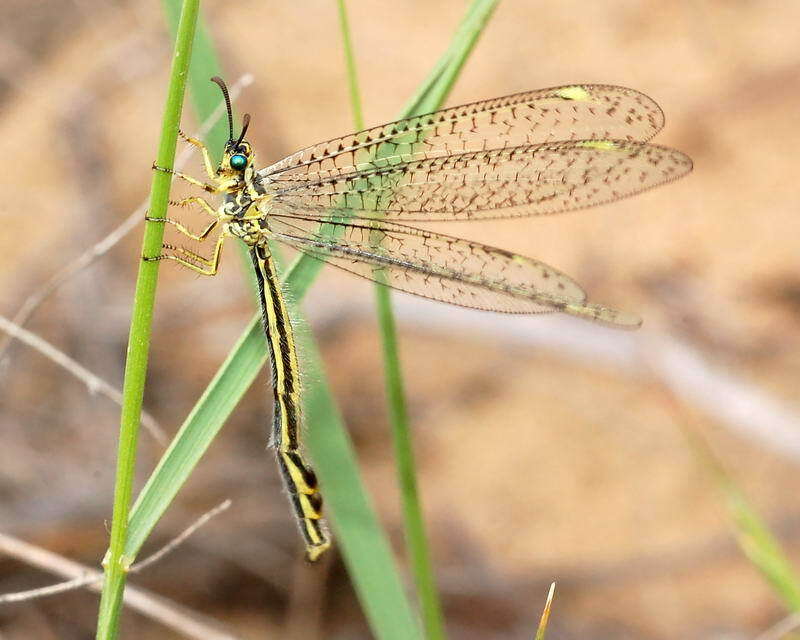 Image de Myrmecaelurus zigan H. Aspöck et al. 1980