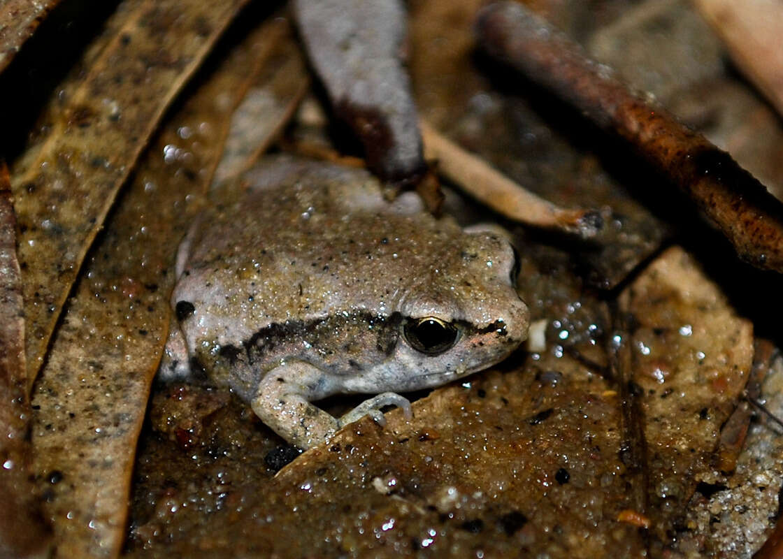 Image of Jerdon’s narrow-mouthed frog