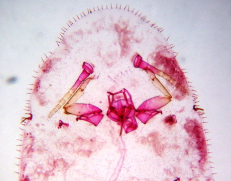 Image of Filippiinae