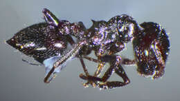 Image of Crematogaster laestrygon Emery 1869