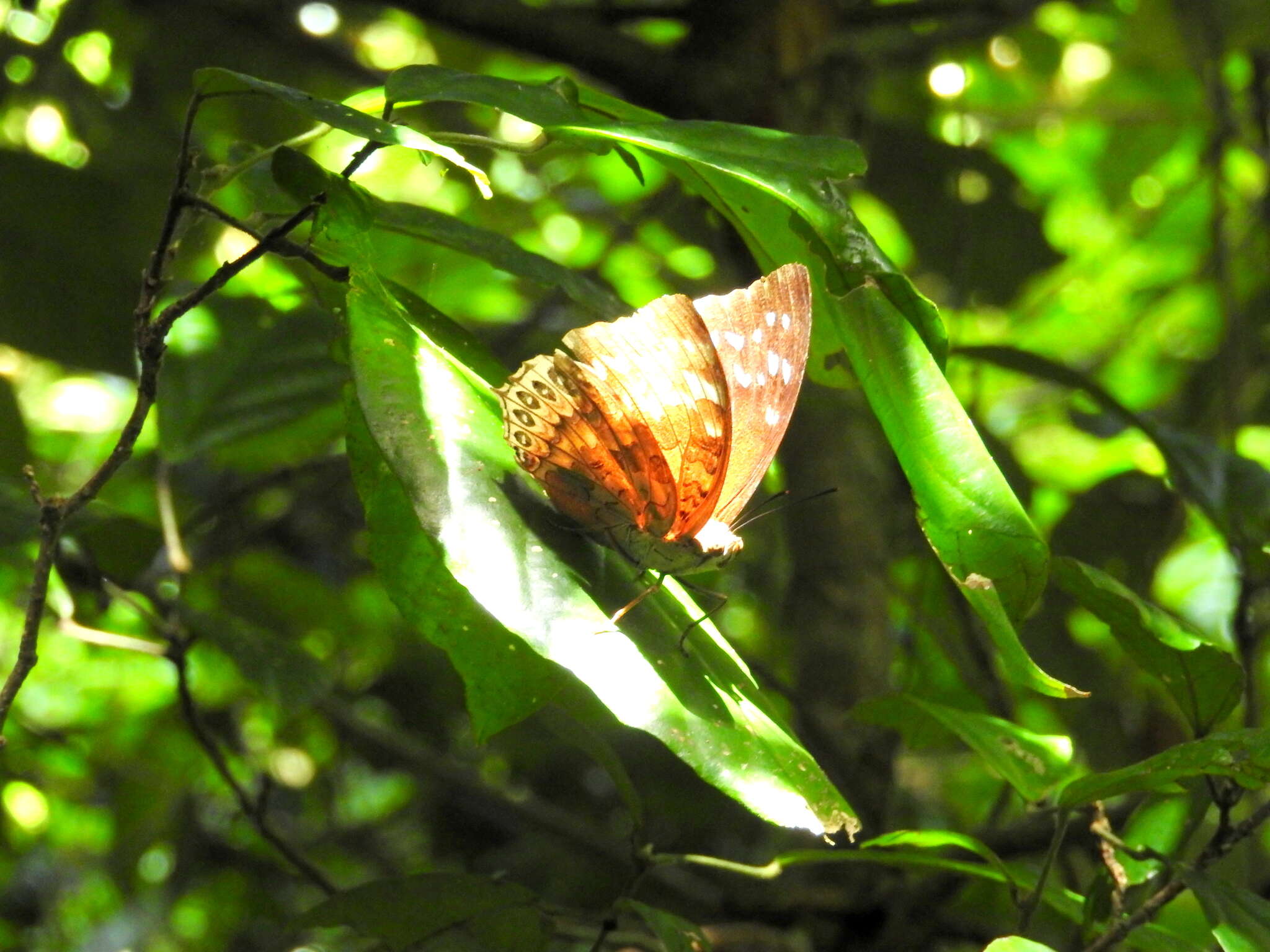 Image of Charaxes durnfordi Distant 1884