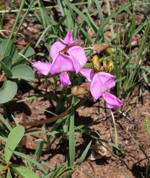 Image of Tephrosia macropoda (E. Mey.) Harv.