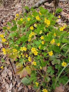 Image of large barren strawberry