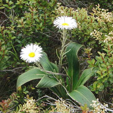 Plancia ëd Celmisia verbascifolia Hook. fil.