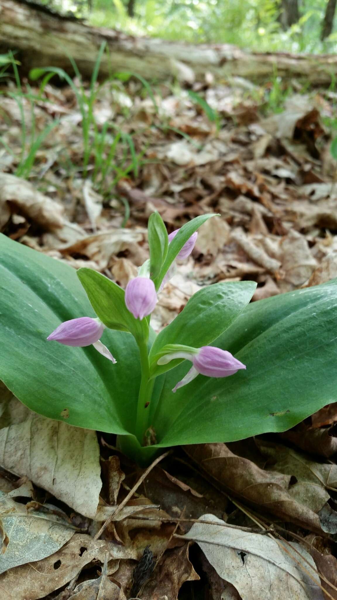 Plancia ëd Galearis spectabilis (L.) Raf.