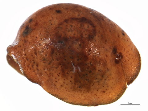 Image of <i>Neolecanium cornuparvum</i> (Thro 1903)