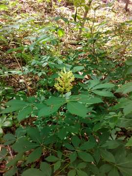 Imagem de Aesculus sylvatica W. Bartram