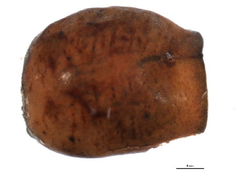 Image of Myzolecaniinae