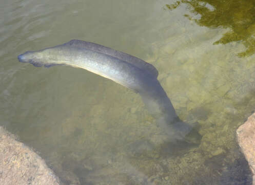 Image of short-finned eel