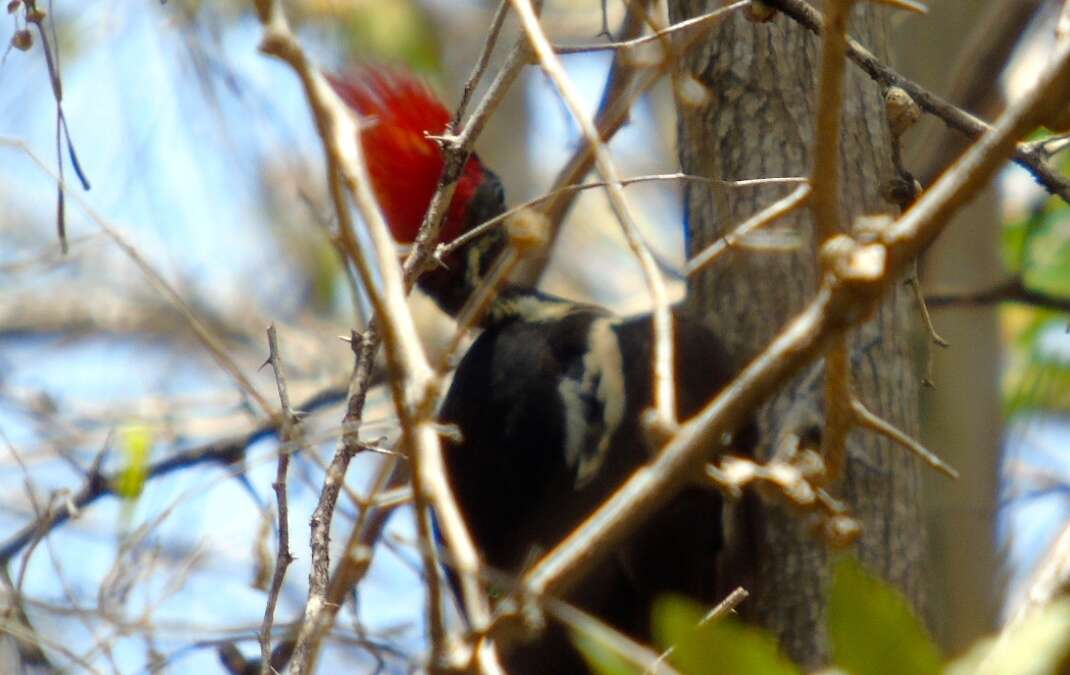 Image of Lineated Woodpecker