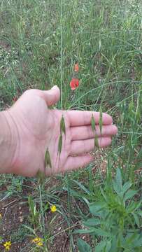 Image of Avena sterilis subsp. ludoviciana (Durieu) Gillet & Magne