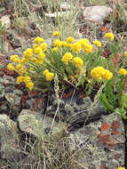 Image de Ivesia gordonii (Hook.) Torr. & Gray