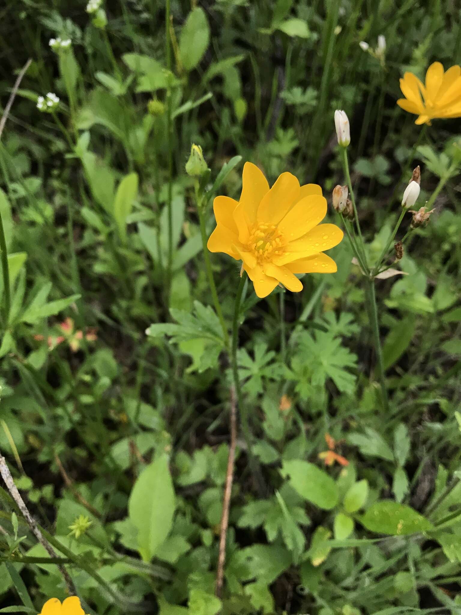 Image of Large Buttercup