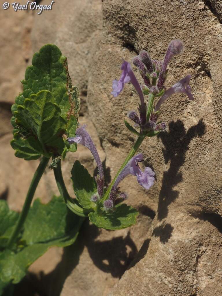 Image of Nepeta glomerata Montbret & Aucher ex Benth.