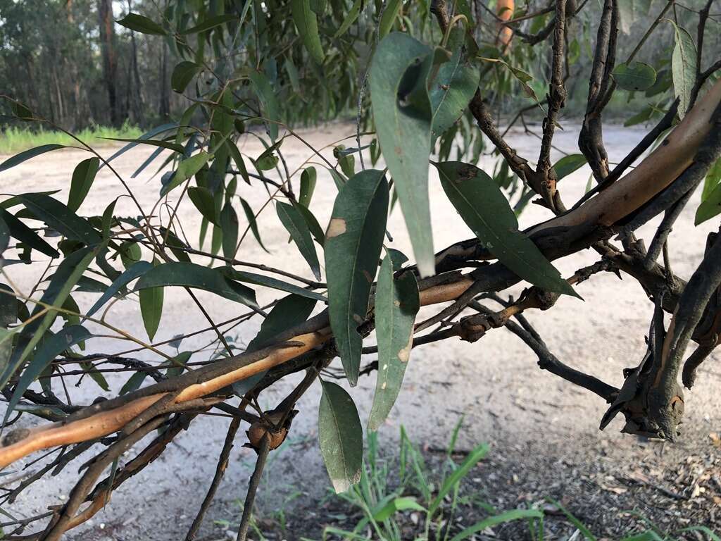 Image of Eucalyptus major (Maiden) Blakely