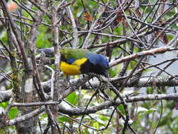 Image of Black-chested Mountain Tanager