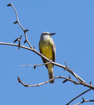 Image of Couch's Kingbird