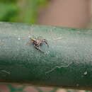 Image of Jumping spider